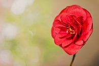 Camellia (Theaceae) van Carola Schellekens thumbnail