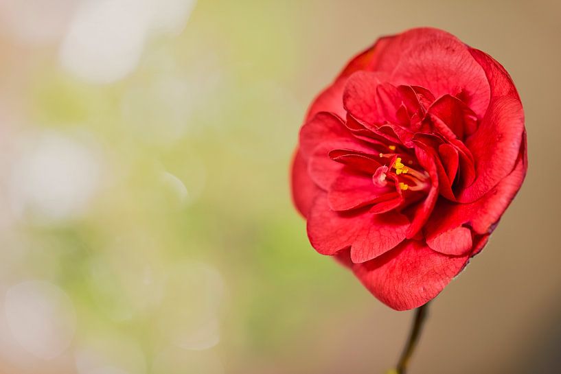 Camellia (Theaceae) van Carola Schellekens
