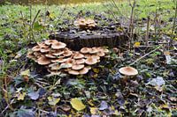 Paddestoelen