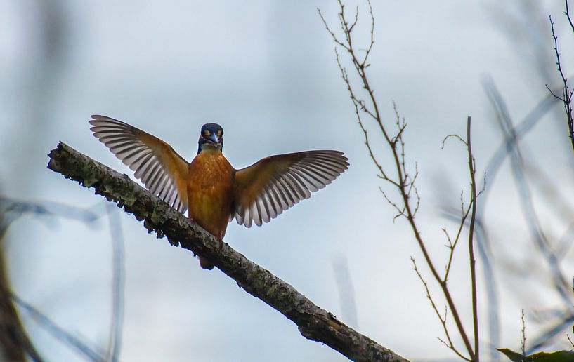 Der Eisvogel ist ein willkommener Gast in unserem Land. von Brian Morgan