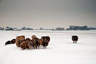 Schafe auf der Winterweide von Tammo Strijker Miniaturansicht