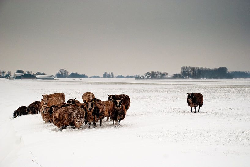 Moutons dans les pâturages d'hiver par Tammo Strijker