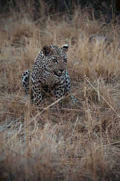 Leopard sitting in the grass in Namibia, Africa by Patrick Groß