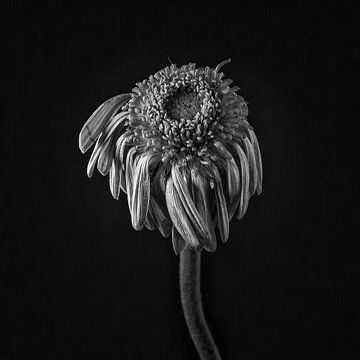 Faded Chrysant #8367 van Daan Overkleeft