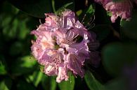 Rhododendron von Thomas Jäger Miniaturansicht