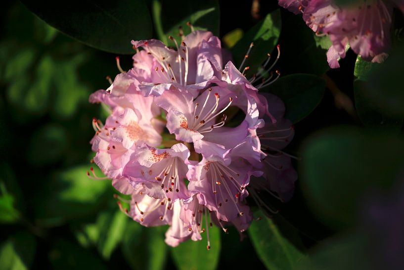 Rhododendron von Thomas Jäger