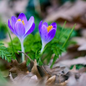 Crocussen steken hun kop op van Ad Jekel