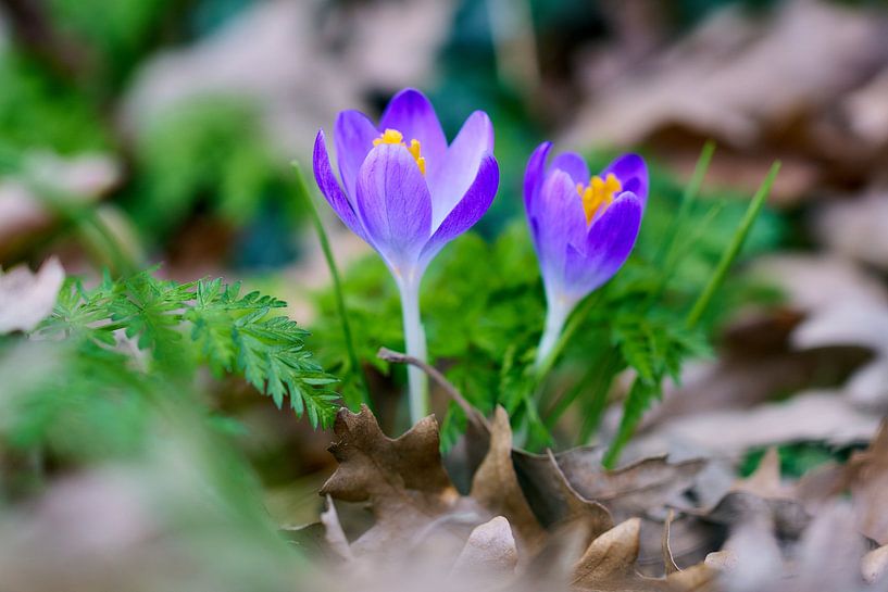 Krokusse erheben ihre Köpfe von Ad Jekel