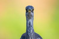 Blue heron portrait