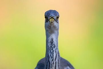 Funny - Blauwe reiger portret van Henk Bogaard