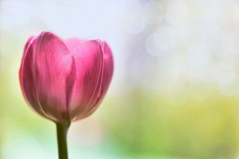 Tulip by Jeannette Penris