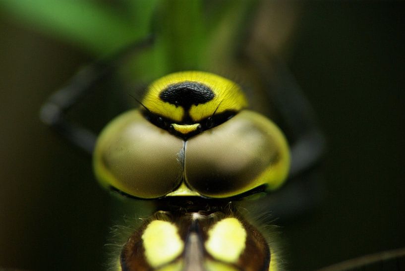 Facet eye of a dragonfly by Norbert Sülzner
