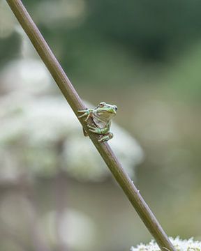 Tree frog by Liliane Jaspers