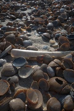 Muscheln am Strand von Niek De Ridder