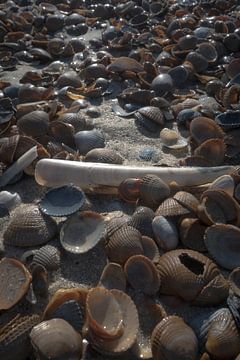 Schelpen op het strand van Niek De Ridder