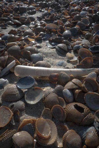 Shells on the beach by Niek De Ridder