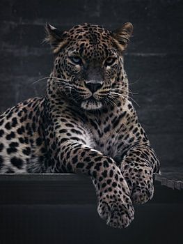 Panther