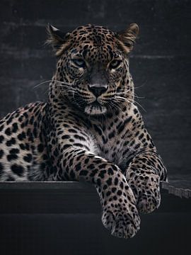 Panther von Maurice Cobben