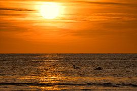 Sunset on the beach of Poel with swans by Martin Köbsch