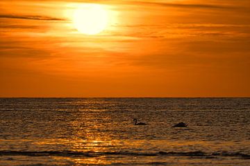 Sonnenuntergang am Strand von Poel mit Schwänen von Martin Köbsch