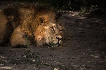 male lion with a powerful mane sleeps in the thickets of a dark forest in the heat... by Michael Semenov