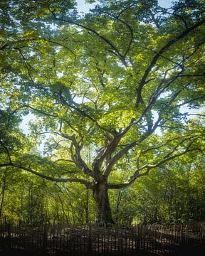 Heksenboom Bladel Groen van Zwoele Plaatjes