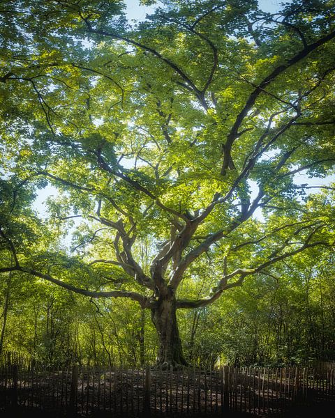 Witch Tree Bladel Green by Zwoele Plaatjes