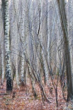 Birch forest ICM photography
