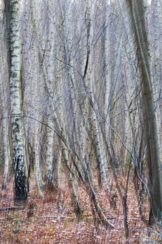 Forêt de bouleaux Photographie ICM