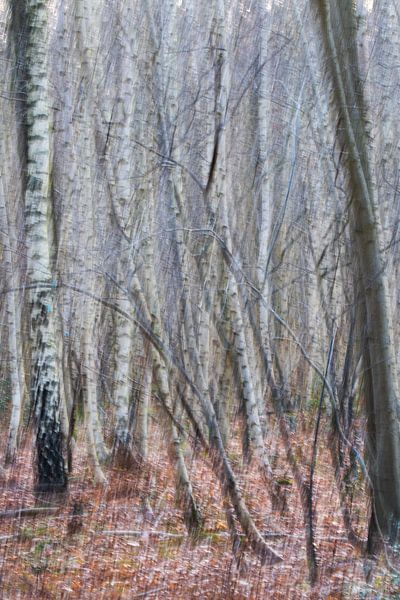 Birch forest ICM photography by Jasper Coulier