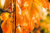 Herfstbladeren