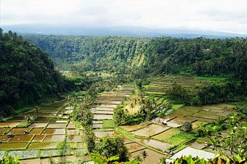 Rice field Bali by Maurits Bredius