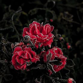 Bevroren rozen van Jeroen Beemsterboer