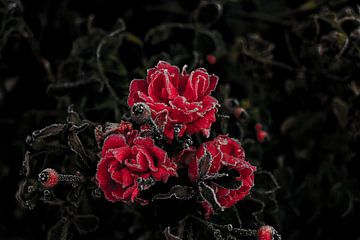 Bevroren rozen van Jeroen Beemsterboer