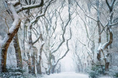 Verloren in de sneeuwstorm