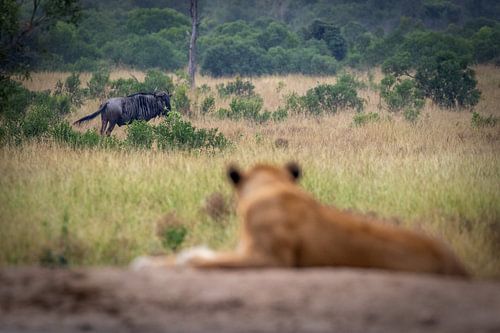 Lioness at rest