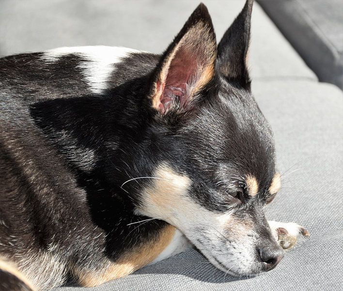 Chihuahua par Amanda Lieberwirth