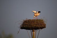A white stork on its eyrie in the evening sun