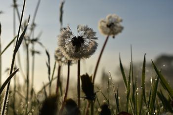 Paardenbloemen in de zonsopkomst