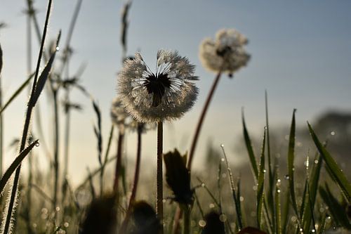 Dandelions in the sunrise