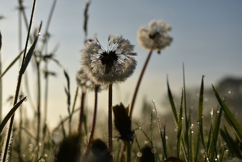 Paardenbloemen in de zonsopkomst van Carmen Nijenhuis