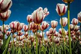 Tulip field in bloom by Roel Beurskens