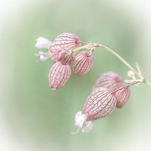 Macro foto blaassilene bloem van Dafne Vos
