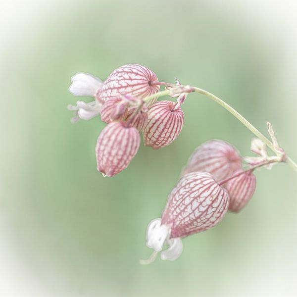 Macro photo fleur de blaassilène par Dafne Vos