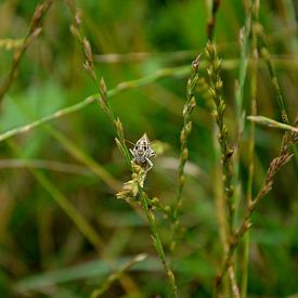 Sprinkhaan in gras van Niek van Vliet