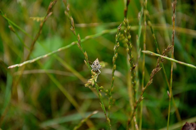 Grasshopper in grass by Niek van Vliet