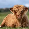 Scottish Highlander Calf by Richard Guijt Photography