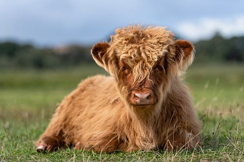 Schotse hooglander kalf