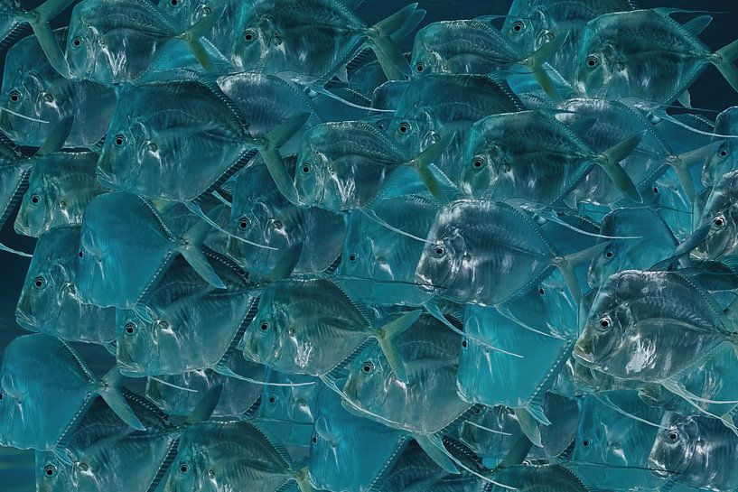 Il y a beaucoup de poissons dans la mer par Karin aan de muur