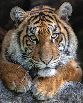 Portrait d'un jeune tigre de Sumatra
